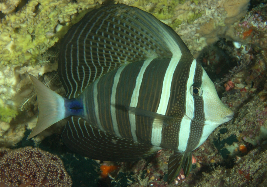 Pacific Sailfin Tang (Zebrasoma velifer) - Bali Wildlife