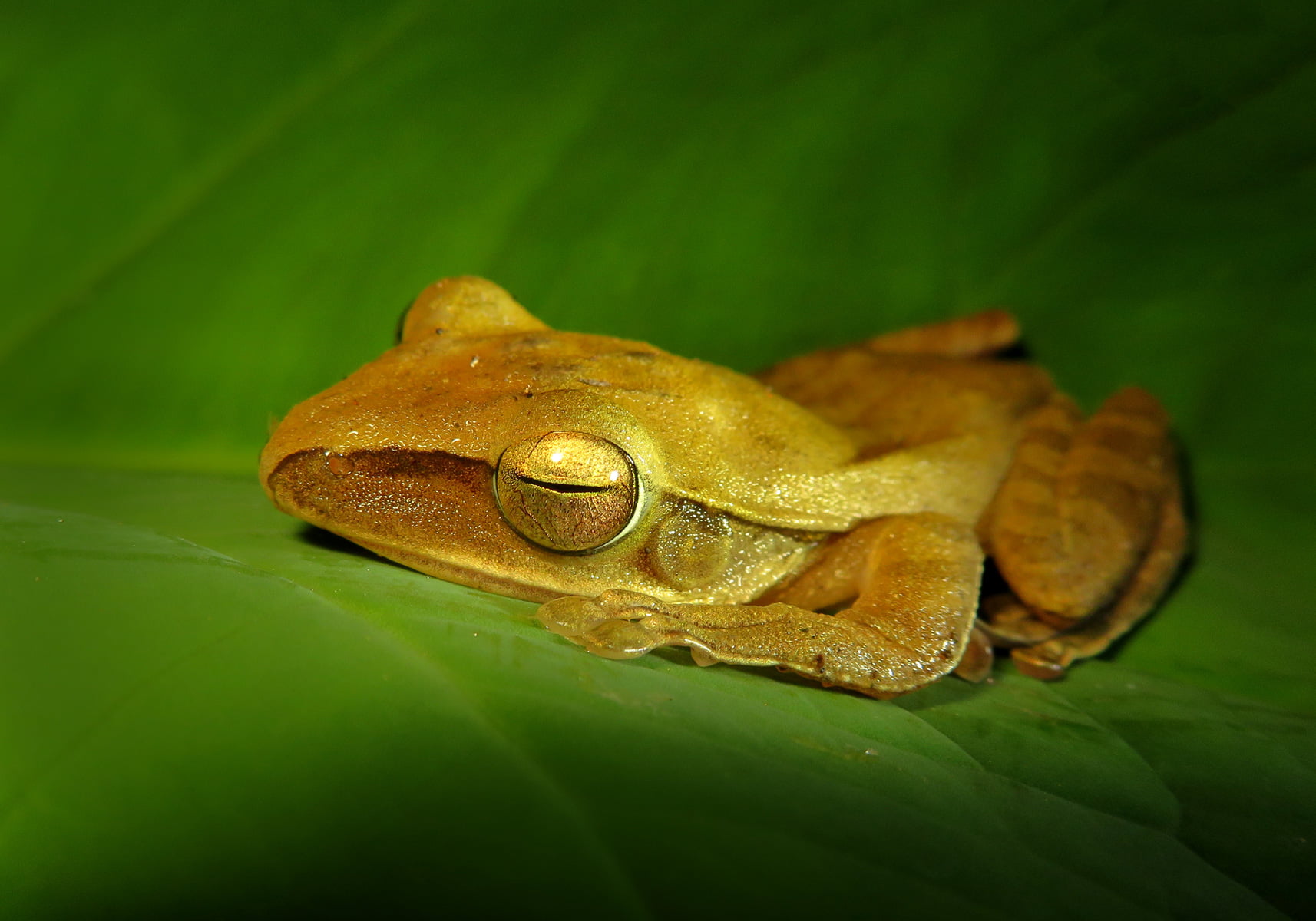 Amphibians are vertebrates of the class Amphibia - Bali Wildlife