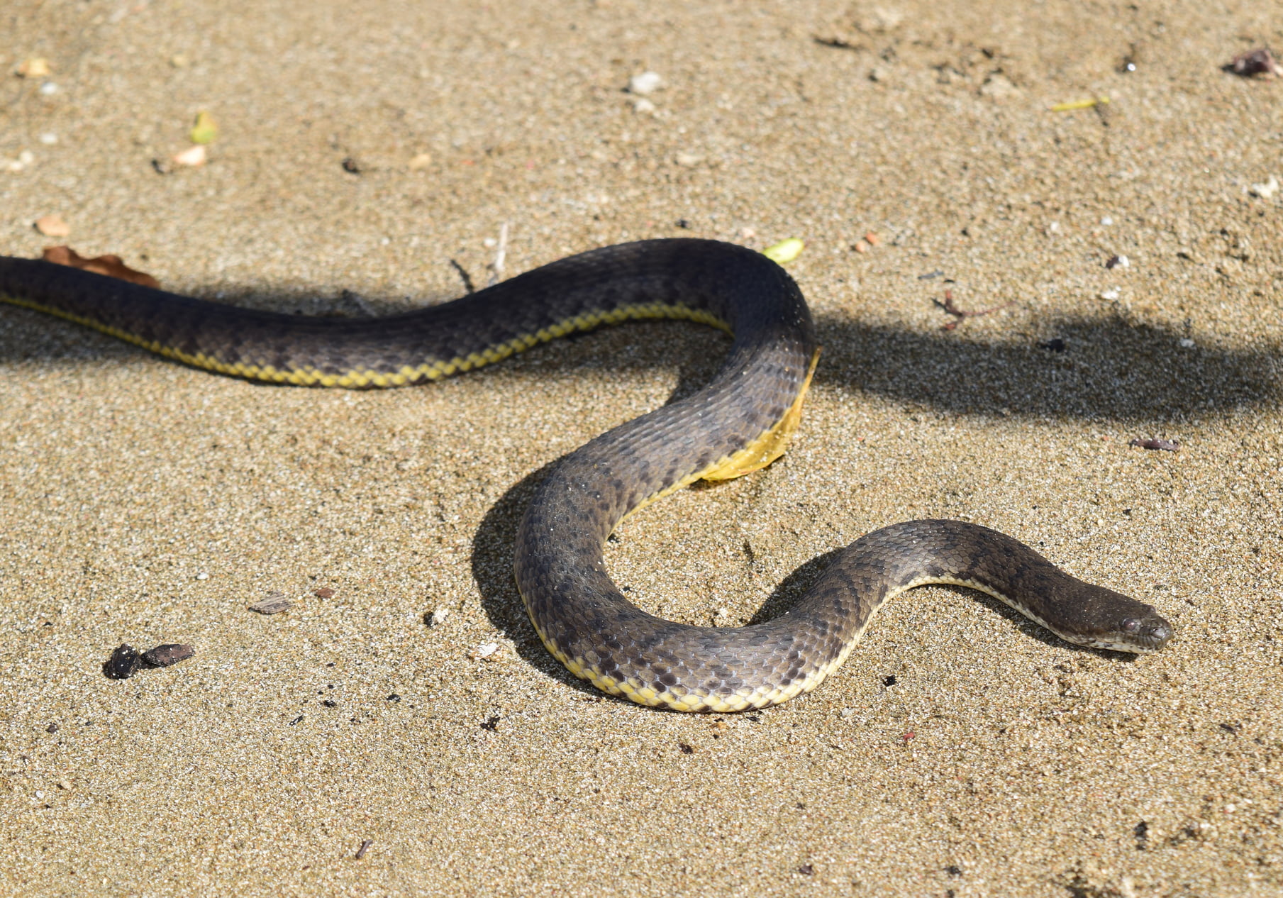 Rambler yashirin kamera porno Rus xususiy swingers porno