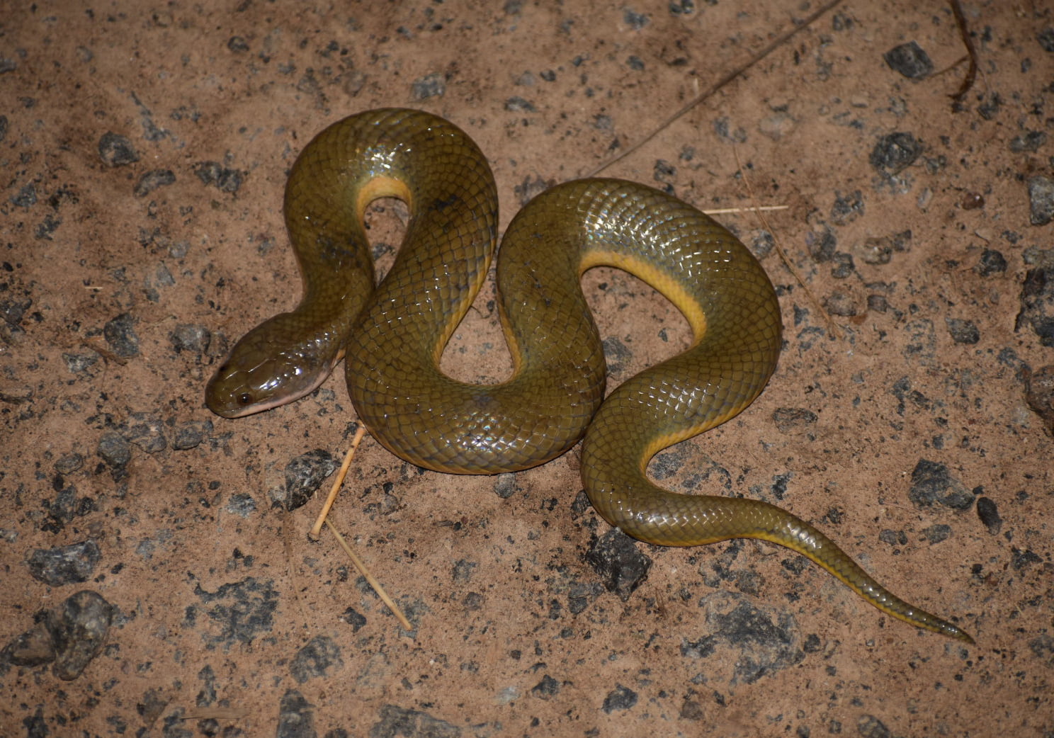 Boie's Mud Snake (Hypsiscopus plumbea) Bali Wildlife