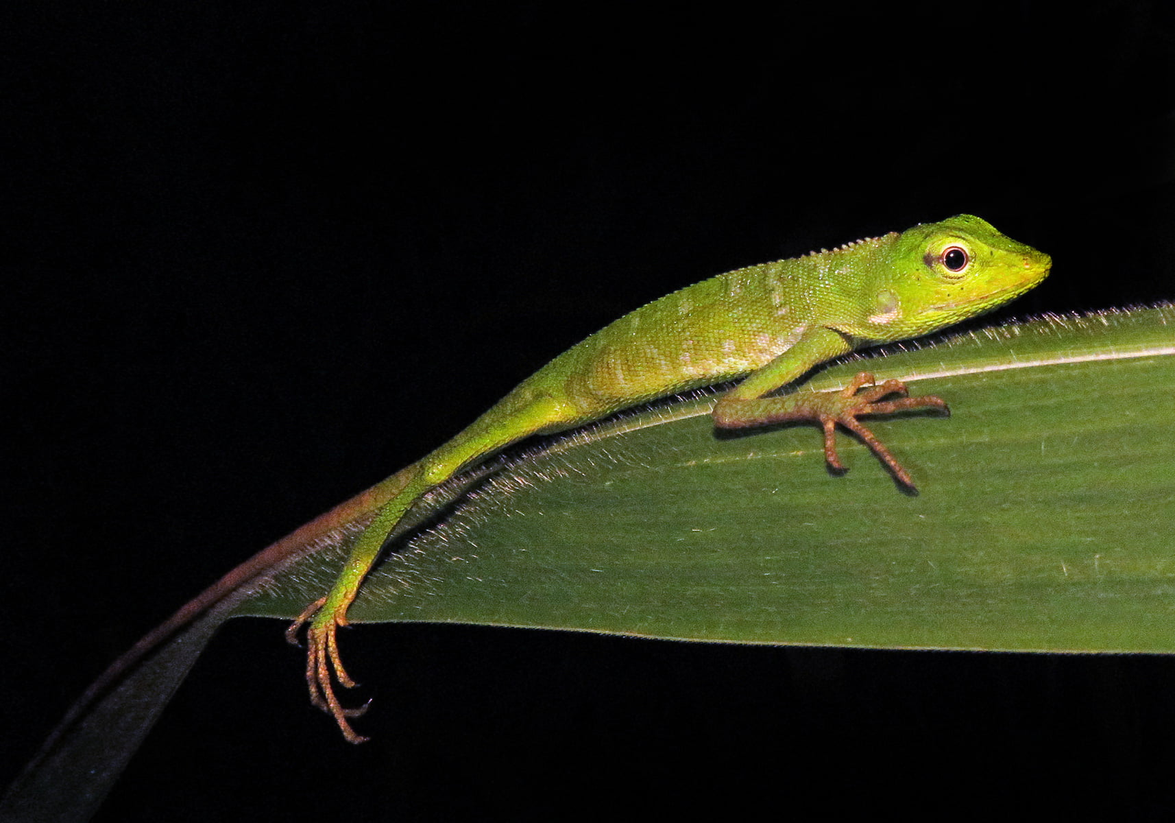 Mashhurlarning soxta pornosi