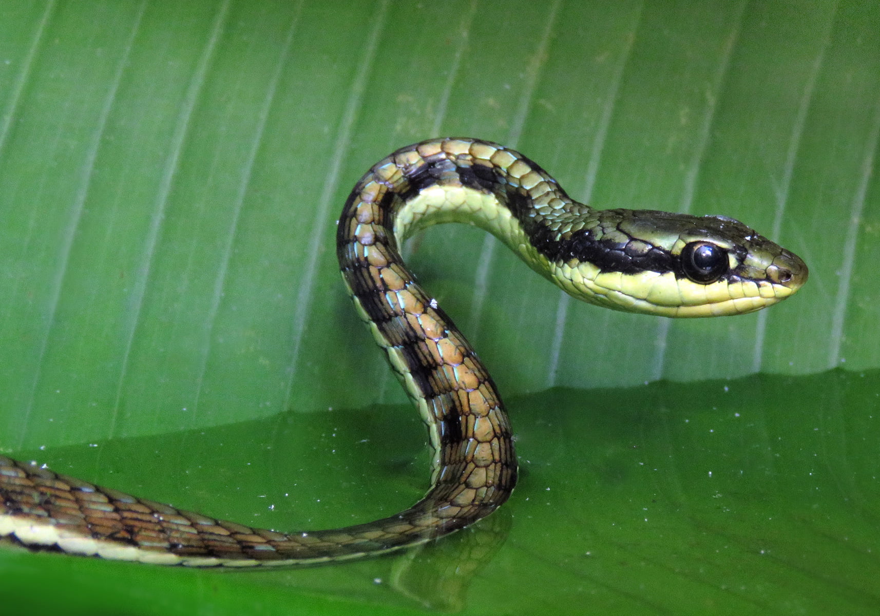 Buvilar jinsiy aloqani yaxshi koradilar Kichik hamshira porno