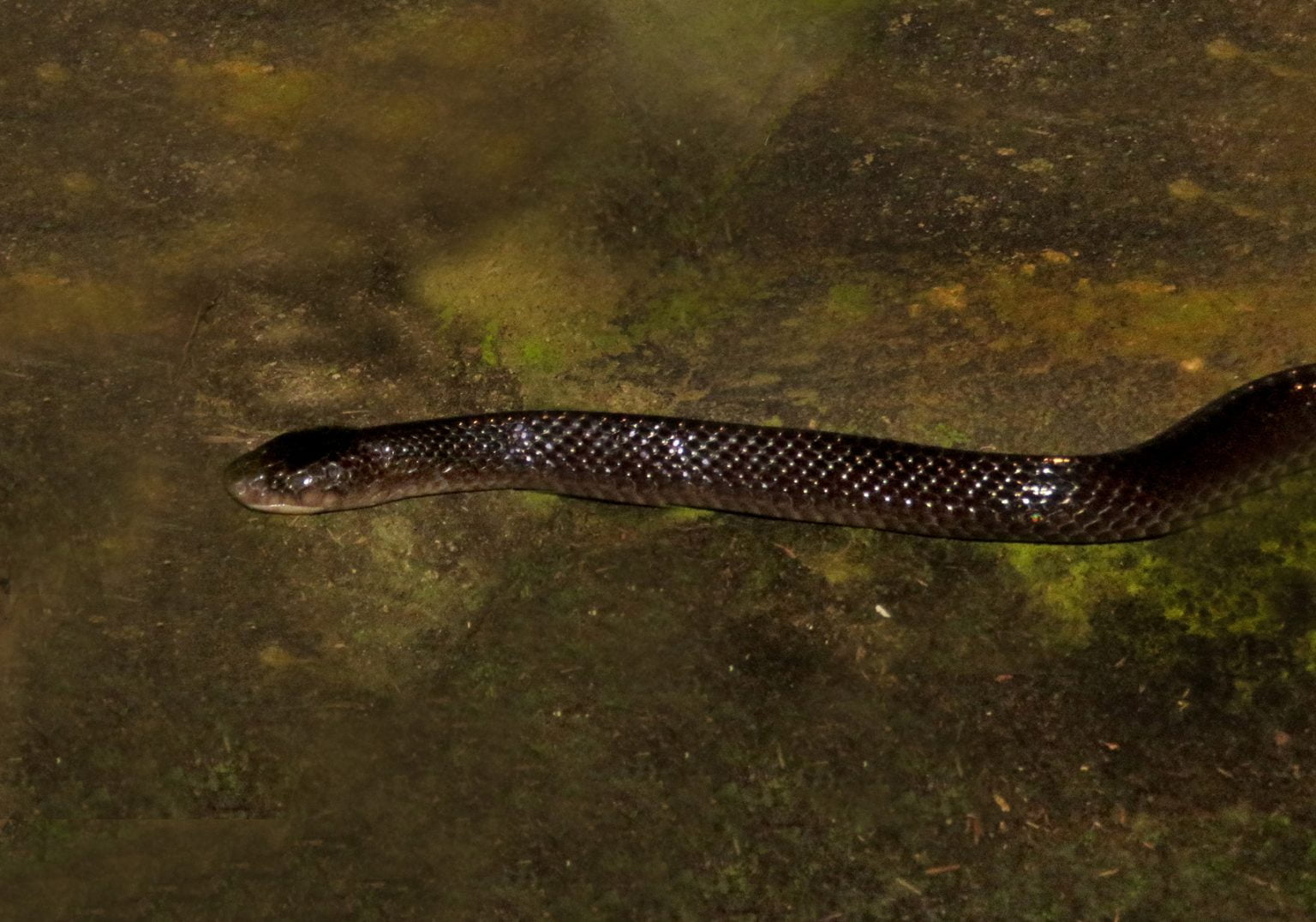 Malayan Krait (Bungarus candidus) - Bali Wildlife