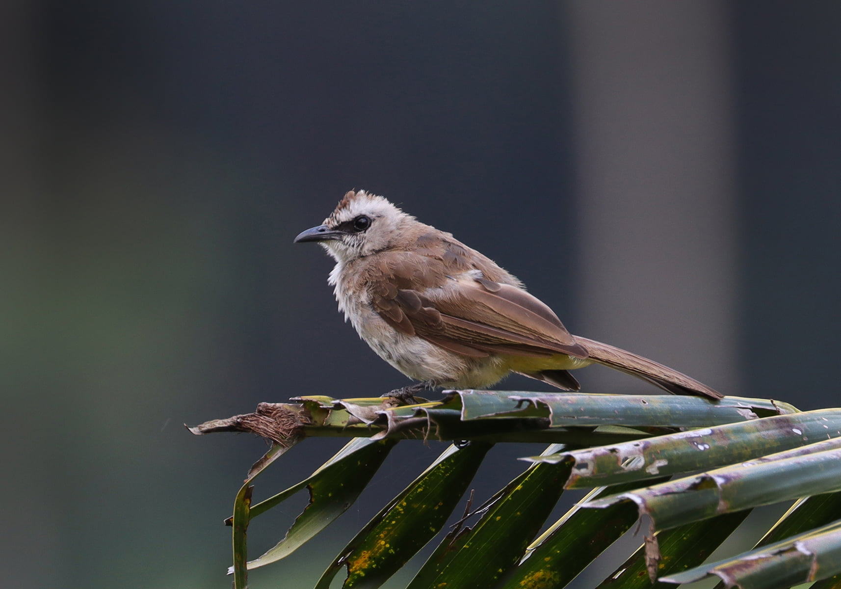 Merbah Cerucuk Pycnonotus Goiavier Bali Wildlife