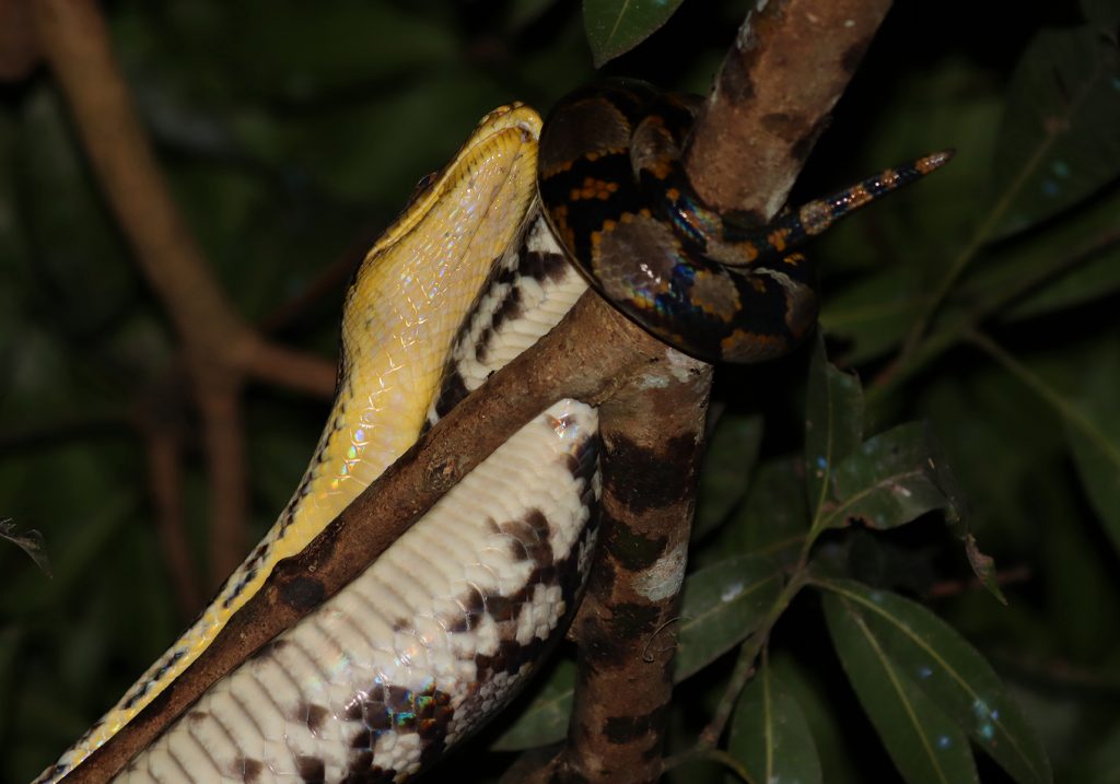 Reticulated Python (Malayopython reticulatus) - Bali Wildlife