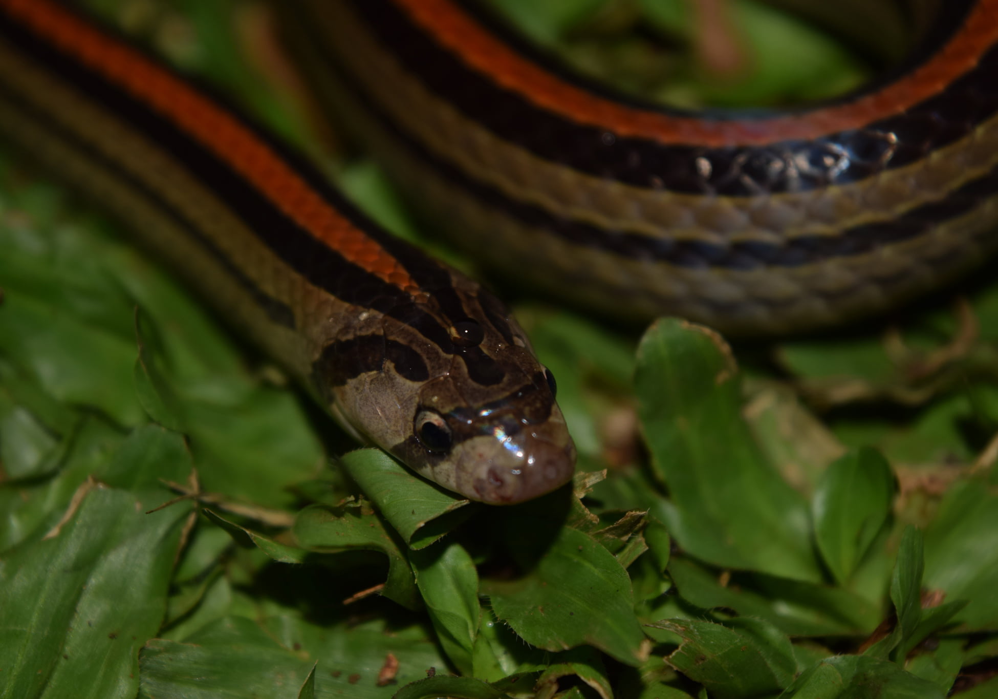 Porno yigit qattiq sikishadi