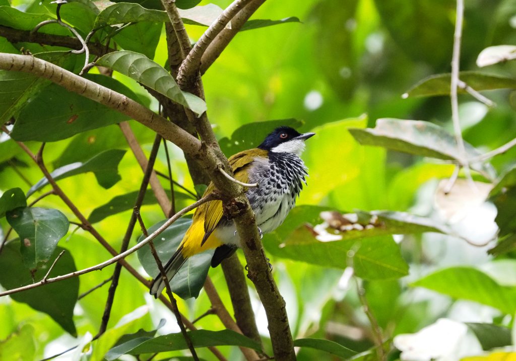 Scaly – Breasted Bulbul (Pycnonotus squamatus) - Bali Wildlife