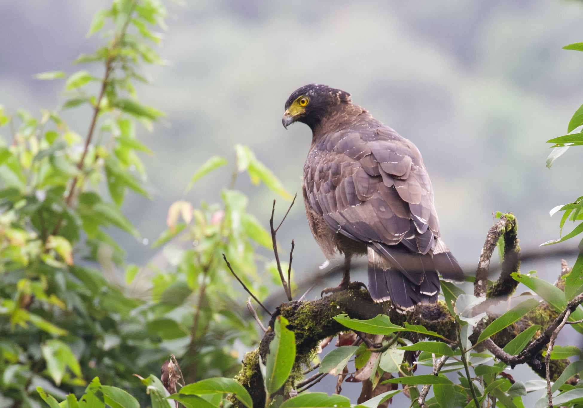 crested-serpent-eagle-spilornis-cheela-bali-wildlife