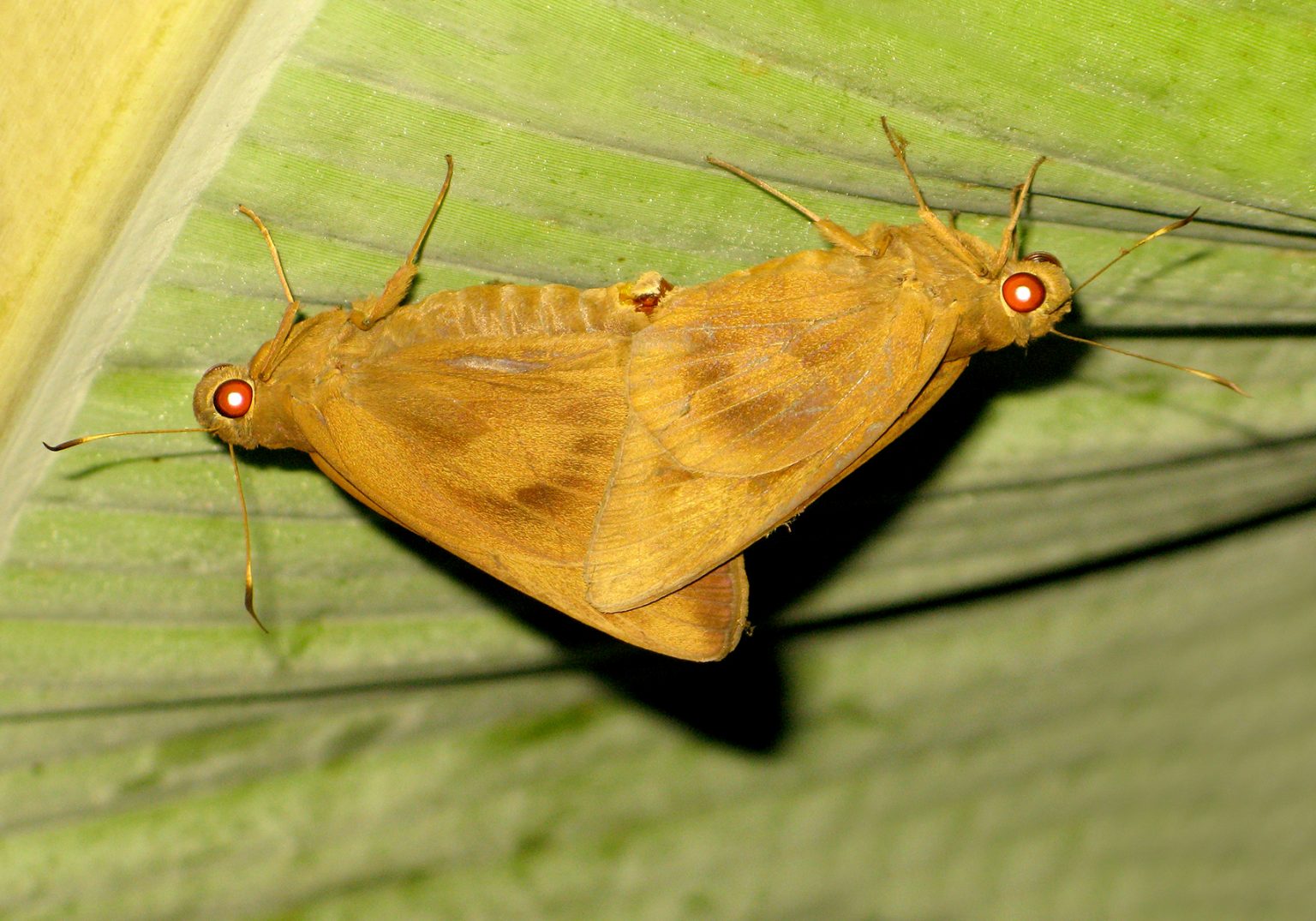 The Banana Skipper (Erionota thrax) - Bali Wildlife