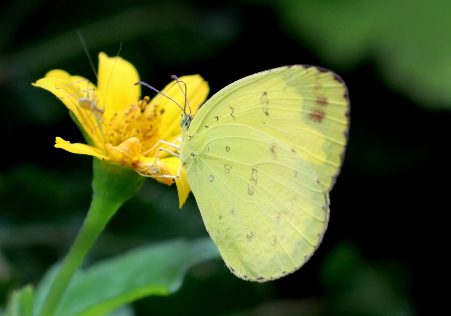 The Anderson’s Grass Yellow (eurema Andersonii) - Bali Wildlife