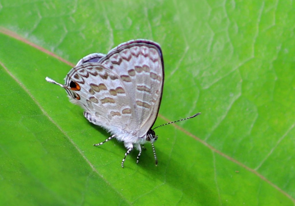 The Ancyra Blue (Catopyrops ancyra) - Bali Wildlife