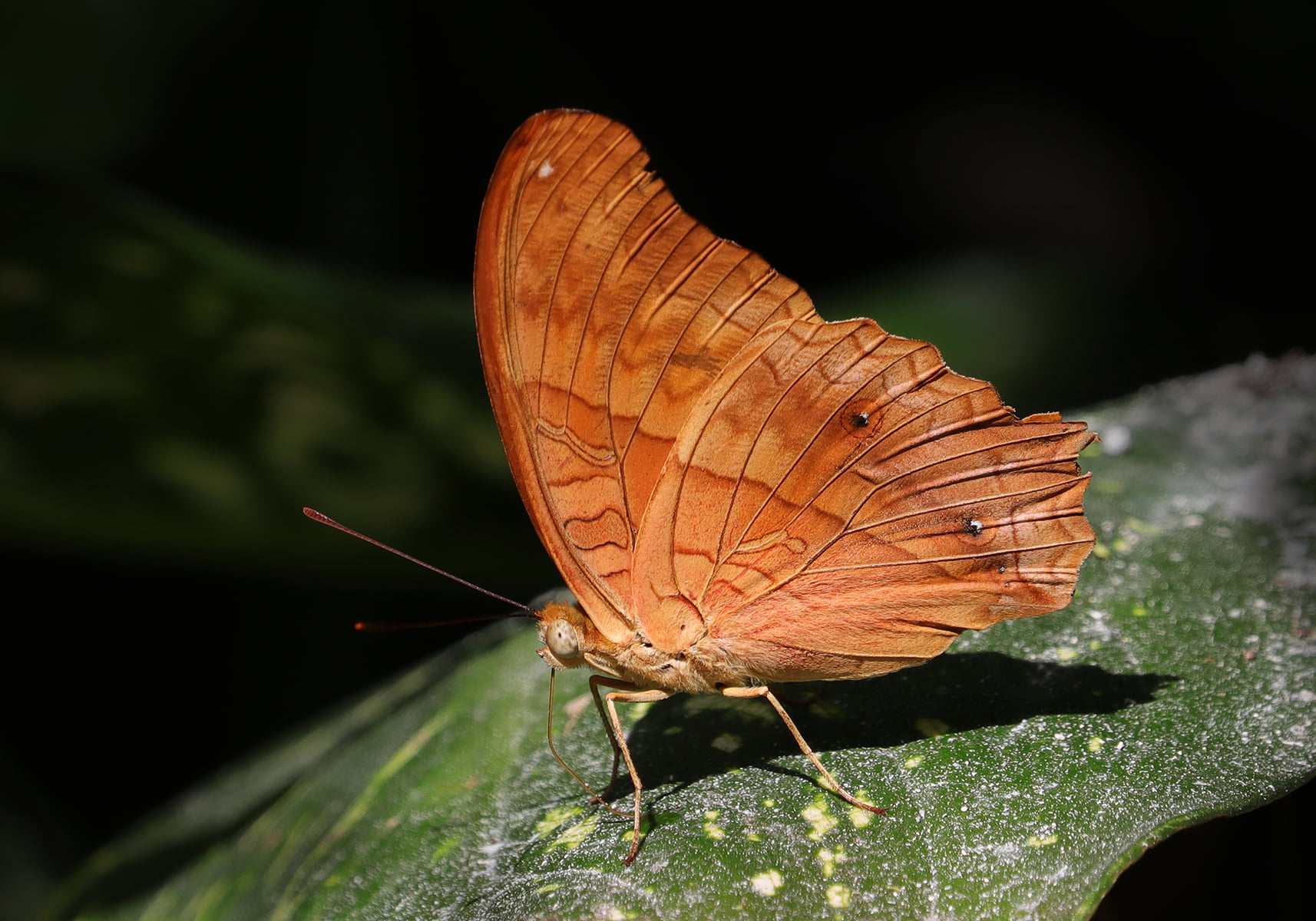 The Cruiser (Vindula dejone) - Bali Wildlife