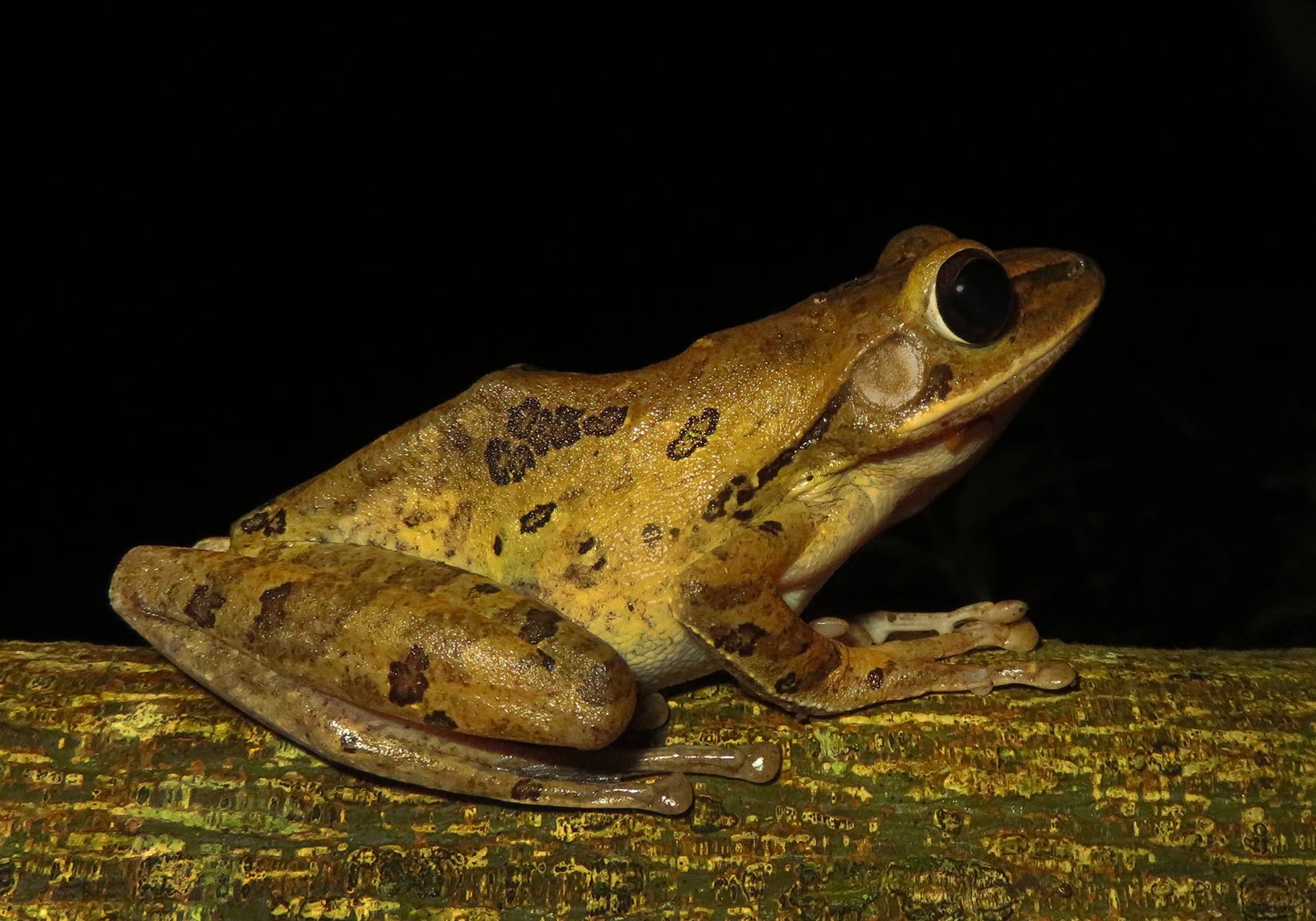 Common Southeast Asian Tree Frog (Polypedates leucomystax) - Bali Wildlife