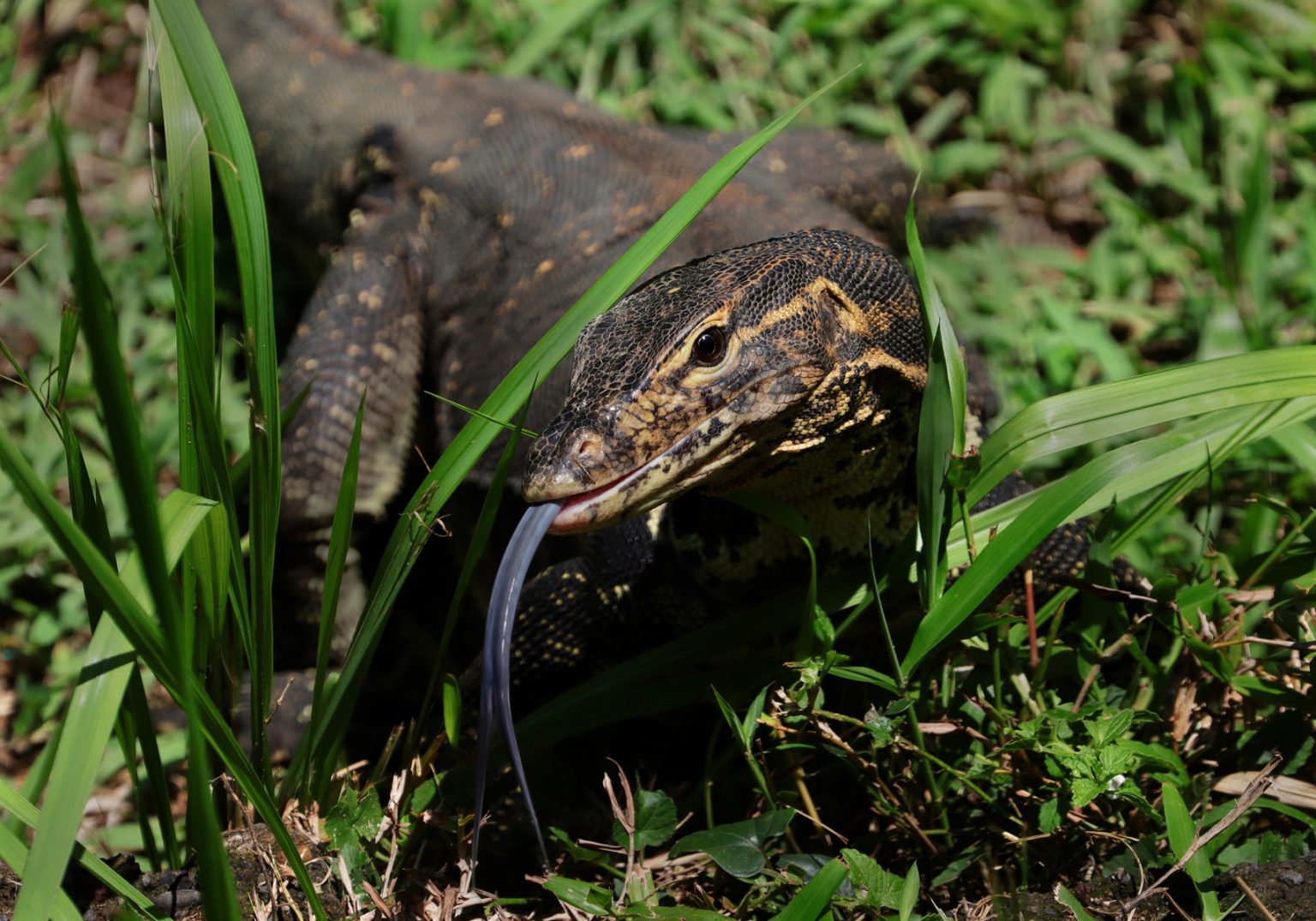 Asian Water Monitor (Varanus salvator) - Bali Wildlife