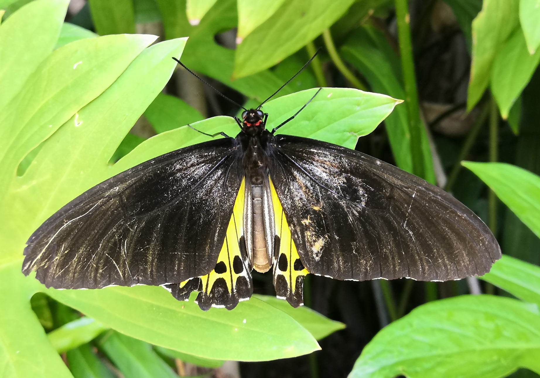 The Common Birdwing Troides Helena Bali Wildlife 