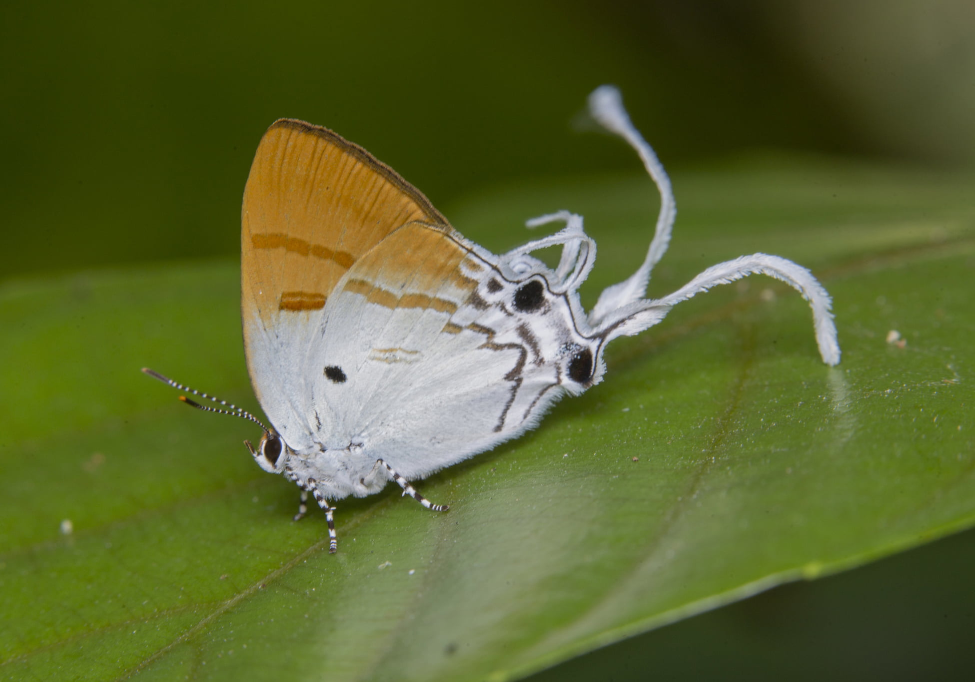 Butterflies of the Indian subcontinent - Zeltus amasa