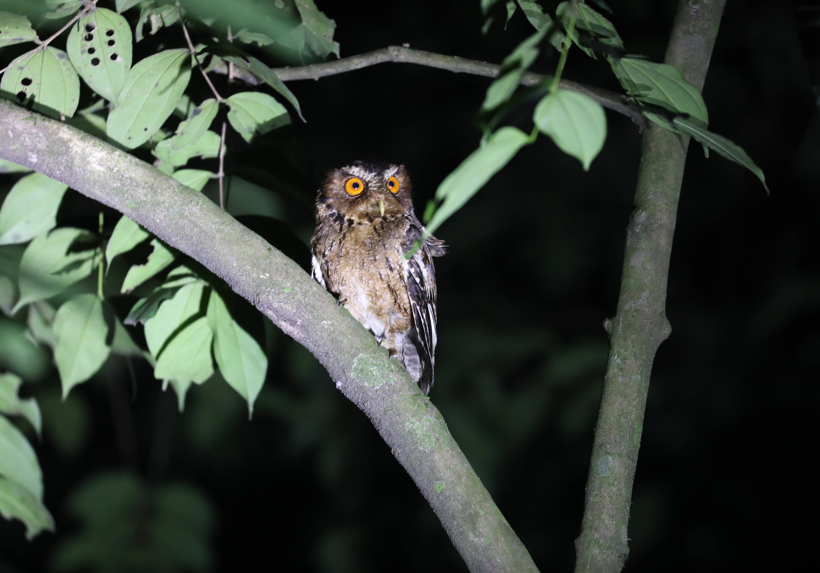 The Javan Scops Owl Otus Angelinae Bali Wildlife