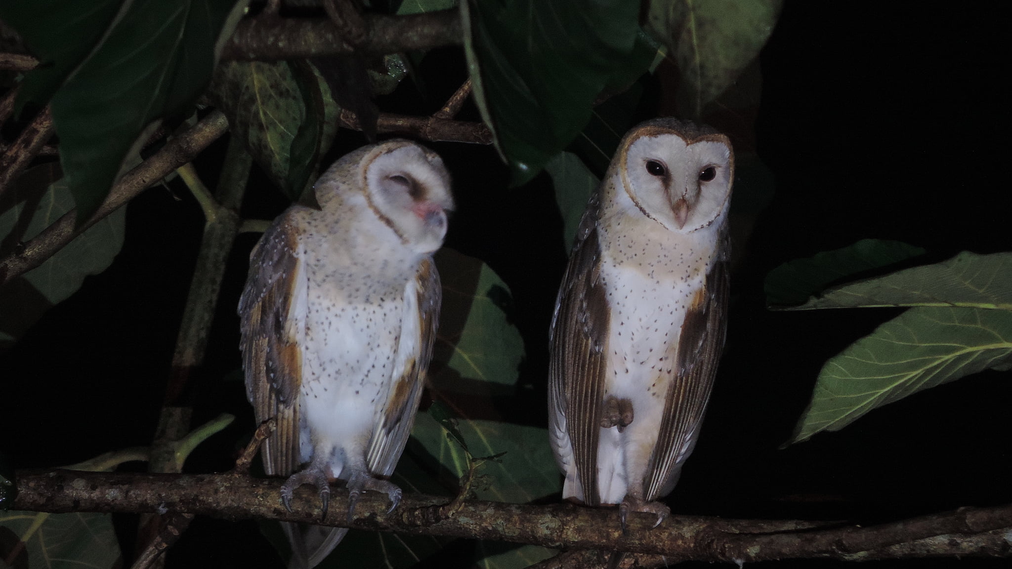 Serak Jawa Tyto Alba Bali Wildlife 2331