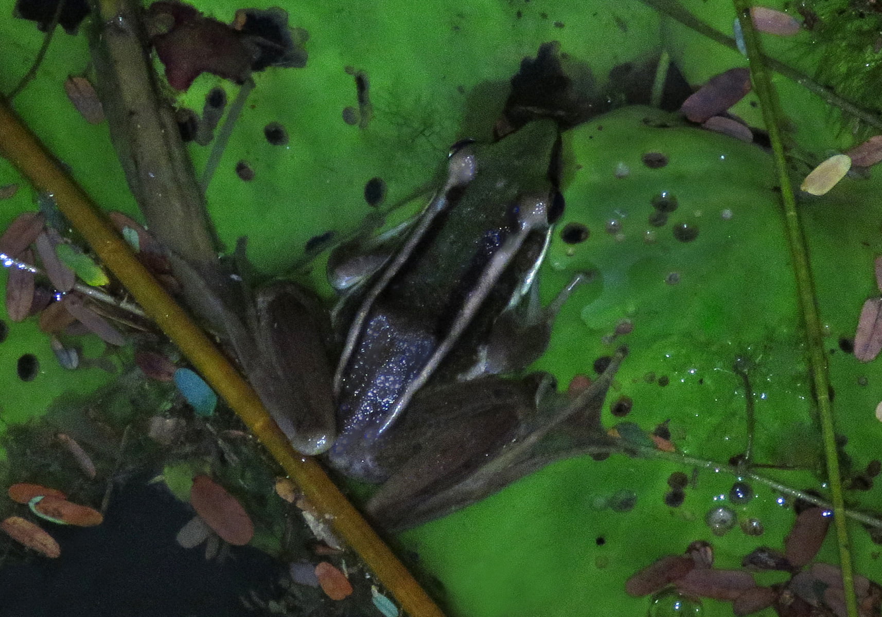 Common green frog (Hylarana erythraea) - JungleDragon