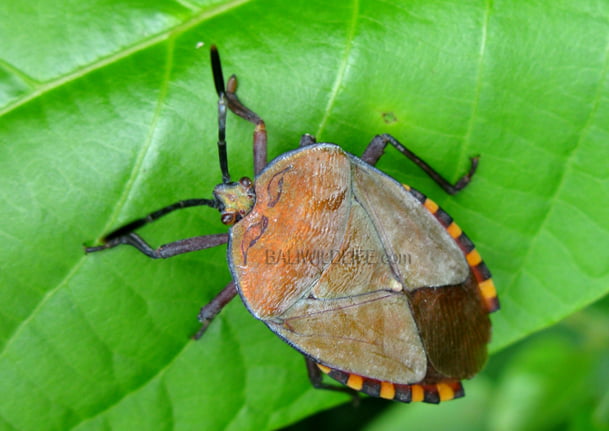 Giant Shield Bug (Pycanum alternatum) - Bali Wildlife