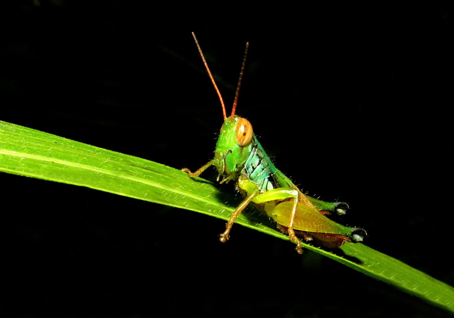 Short-horned Grasshopper (Caryanda spuria) - Bali Wildlife