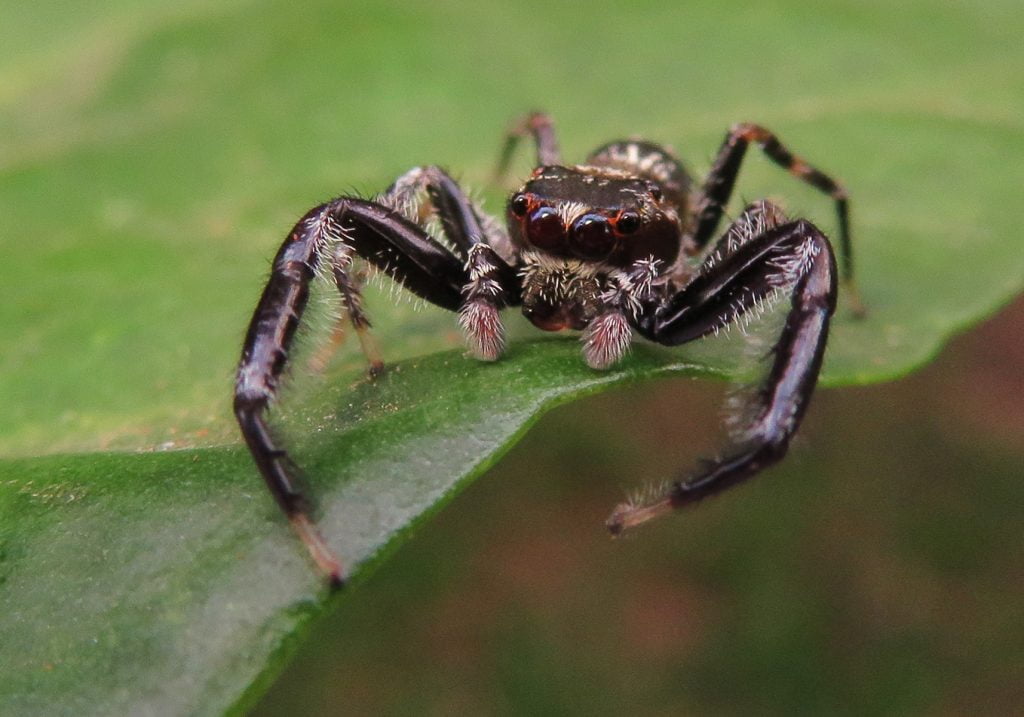 Six-spotted Jumping Spider (Bavia sexpunctata) - Bali Wildlife