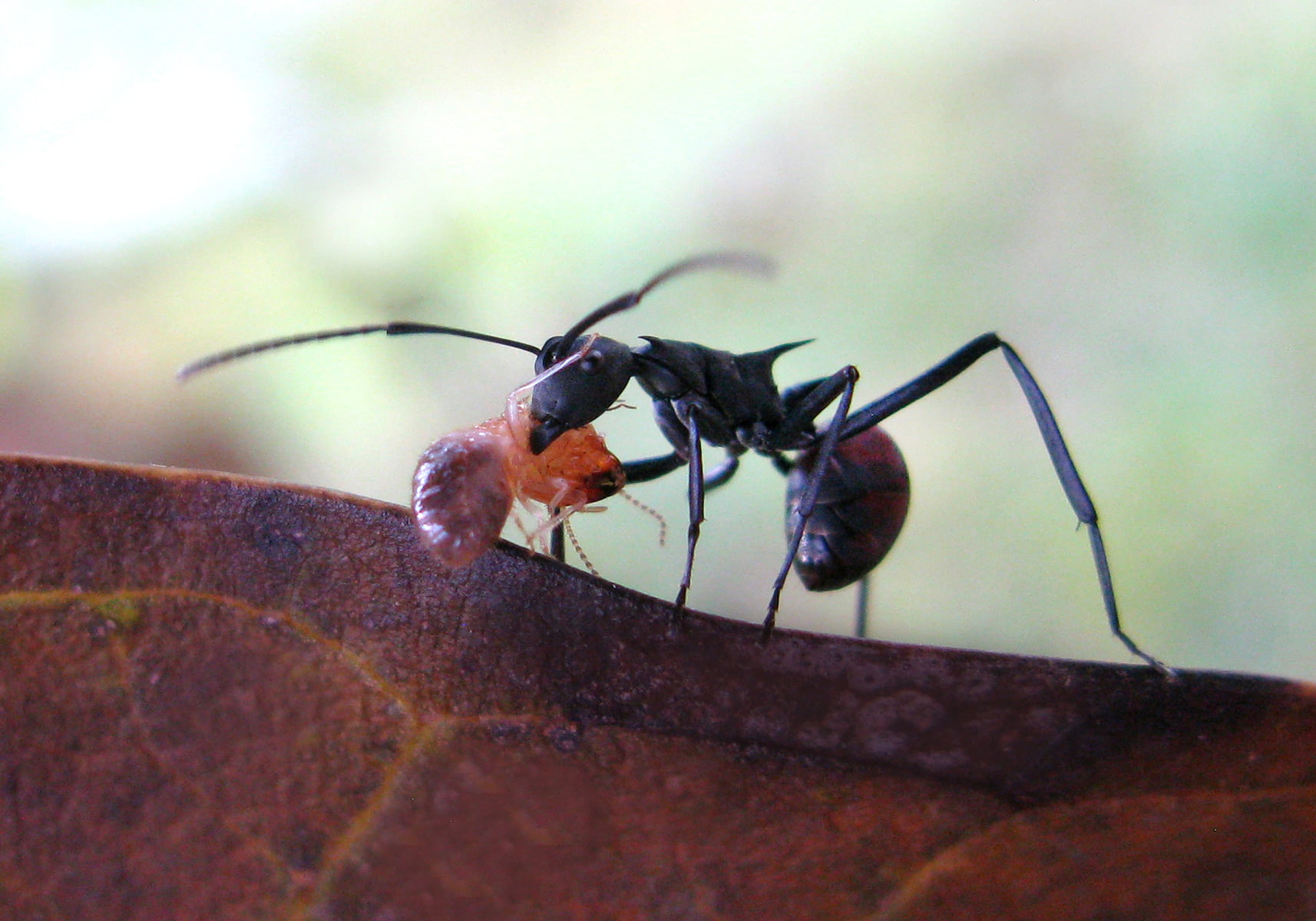 Giant Forest Ant - Singapore Geographic