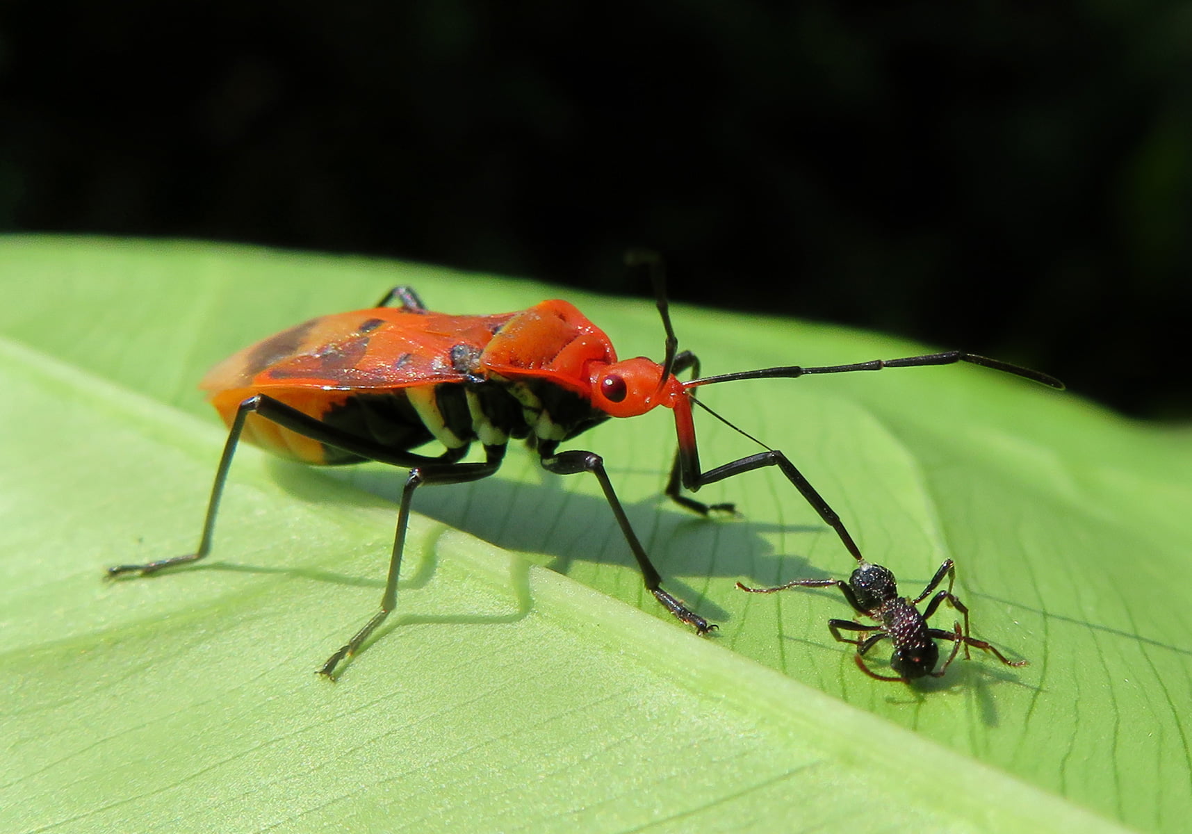 Red bug. Red bug