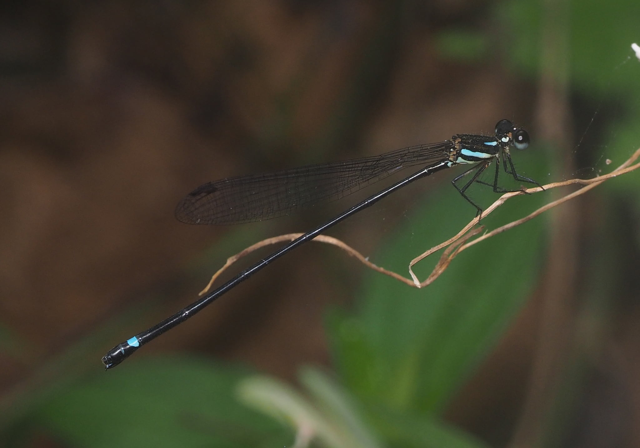 Whitelegged Damselflies (Nososticta insignis) Bali Wildlife