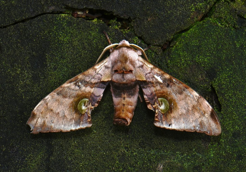 Durian Hawkmoth (Daphnusa ocellaris) - Bali Wildlife