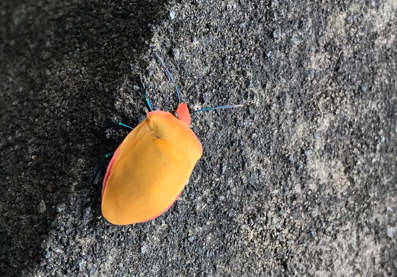 Hibiscus Harlequin Bug (Tectocoris diophthalmus) - Bali Wildlife