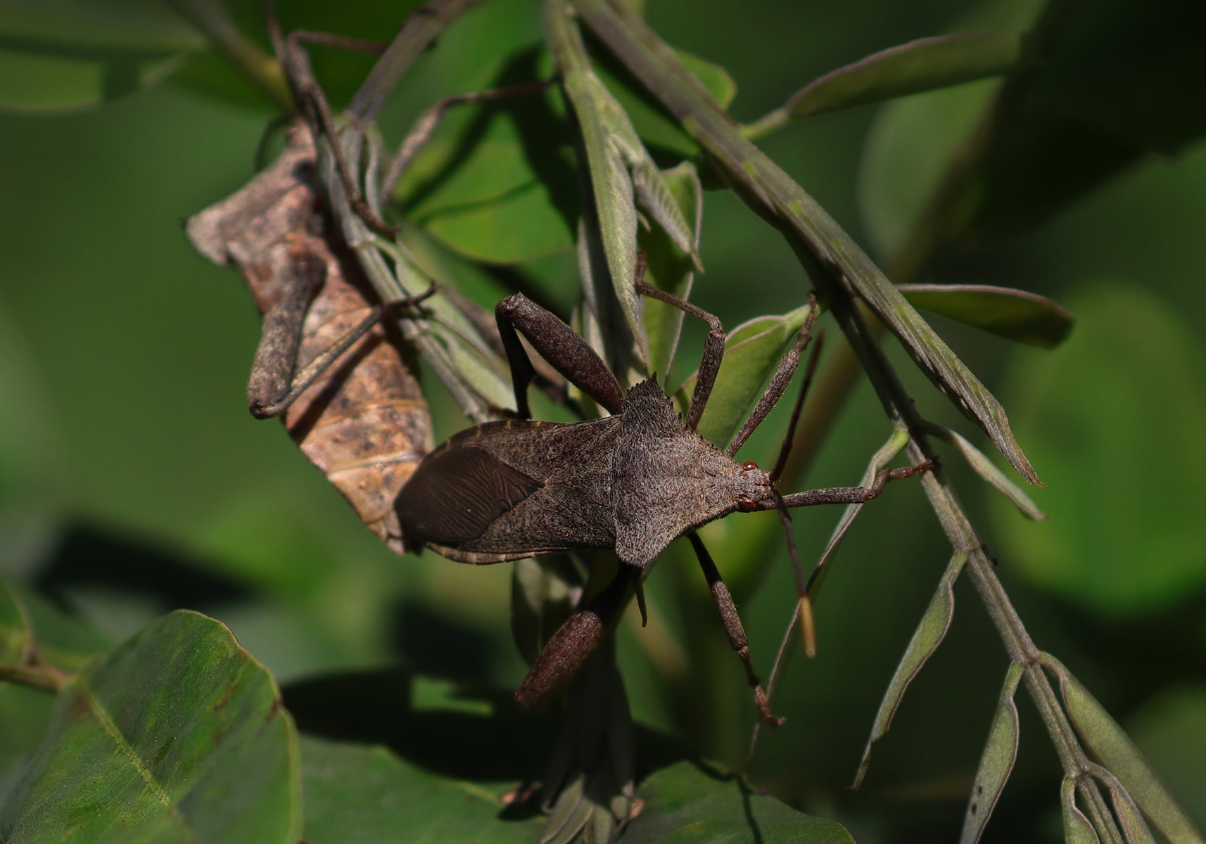 Leaffooted Bugs (Mictis farinulenta) Bali Wildlife