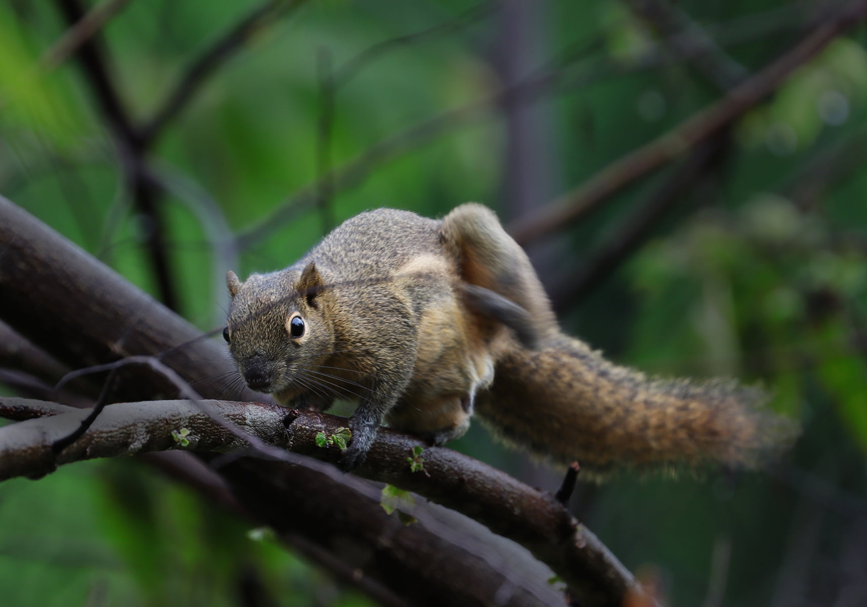 Plantain Squirrel (Callosciurus notatus) Bali Wildlife
