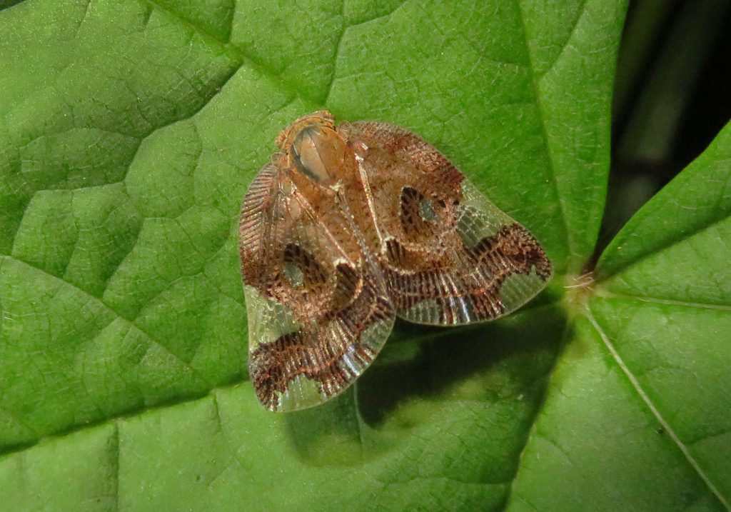Black Planthopper (Ricania speculum) Bali Wildlife