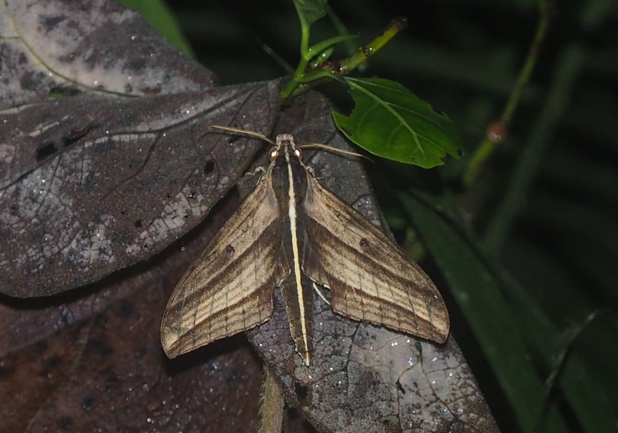 Macroglossine Sphinx Moths (Elibia dolichus) Bali Wildlife