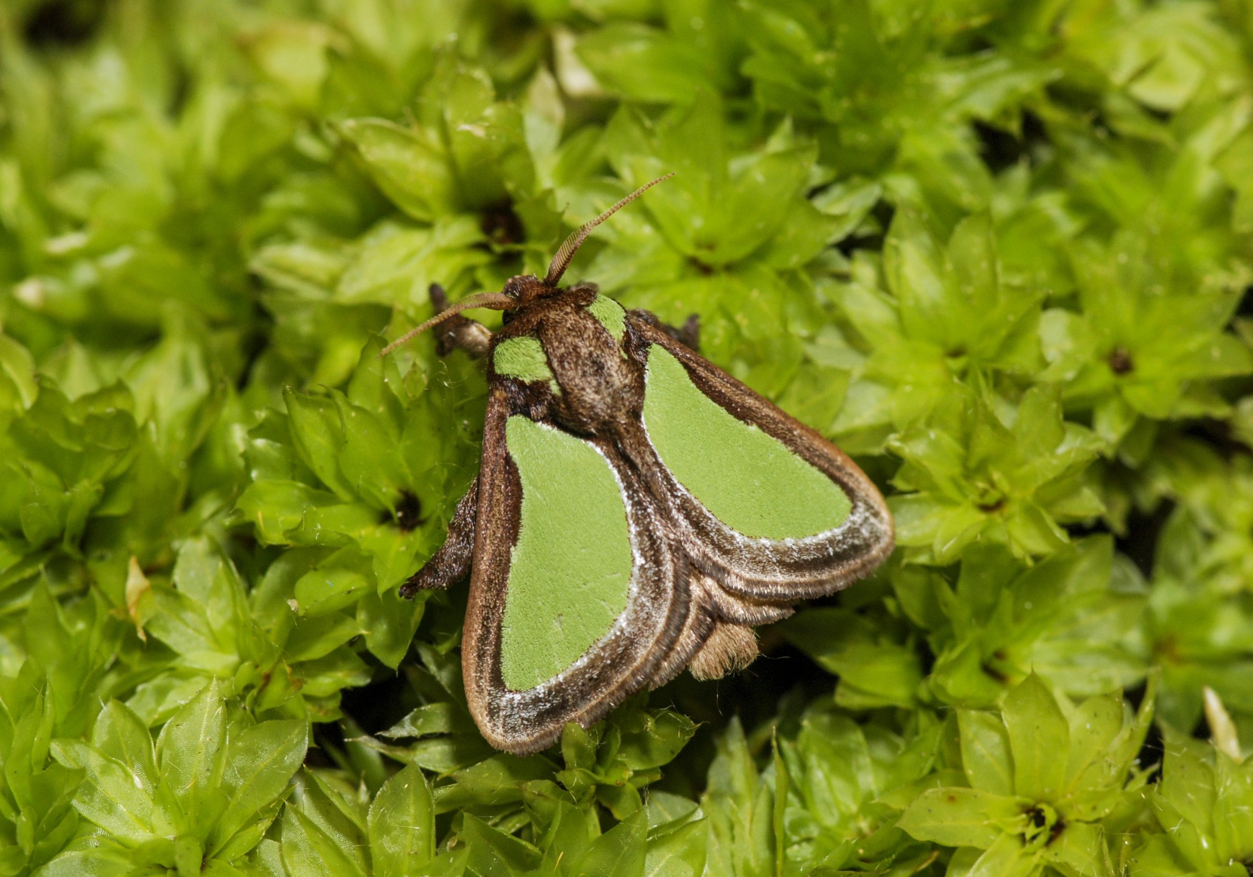 Slug Caterpillar Moths (Parasa darma) - Bali Wildlife