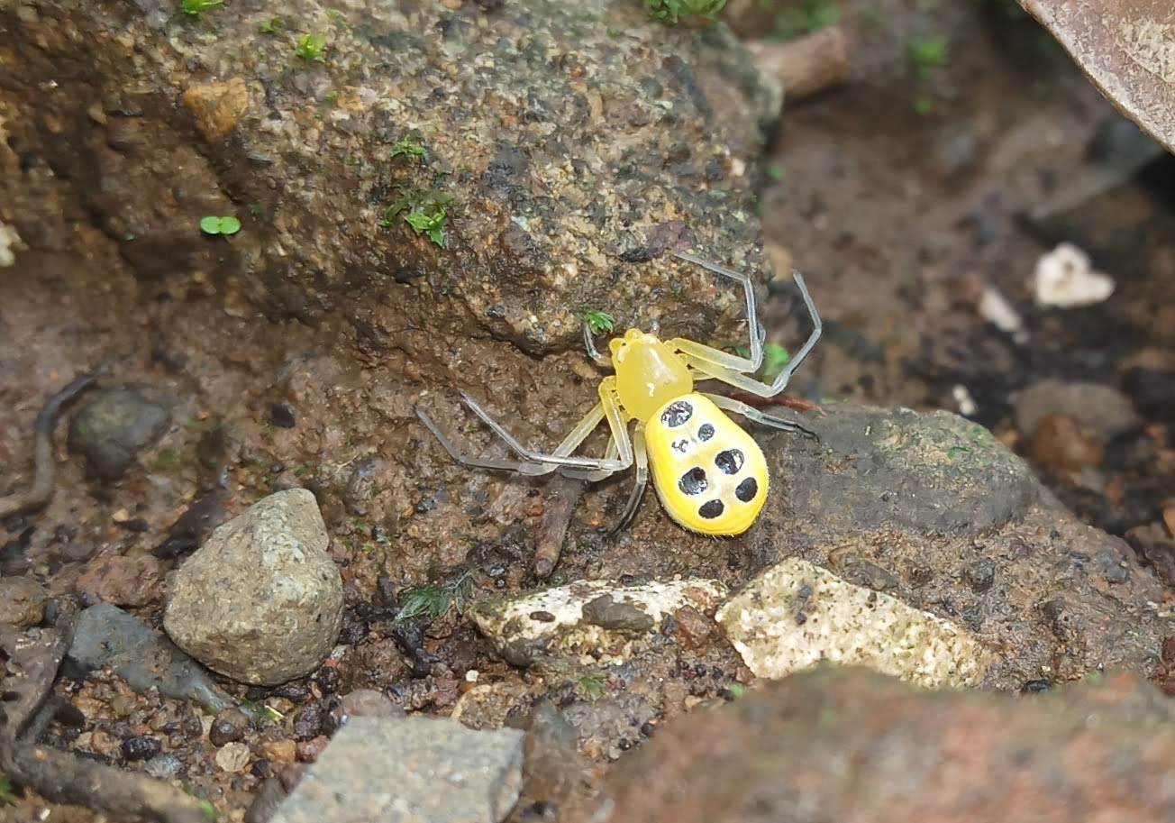 Eightspotted Crab Spider (Platythomisus octomaculatus) Bali Wildlife