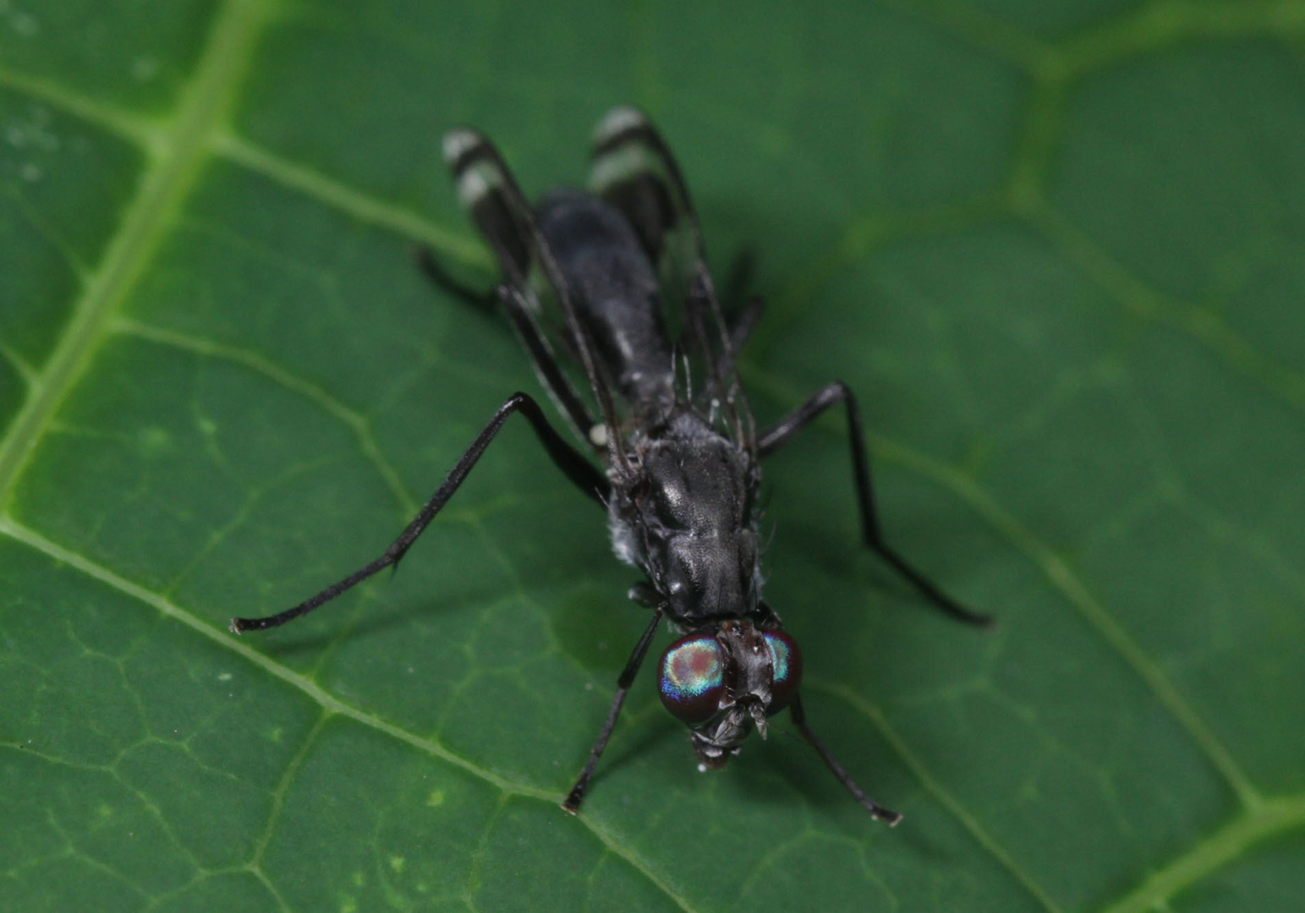 Fruit Flies (Euphranta macularis) Bali Wildlife