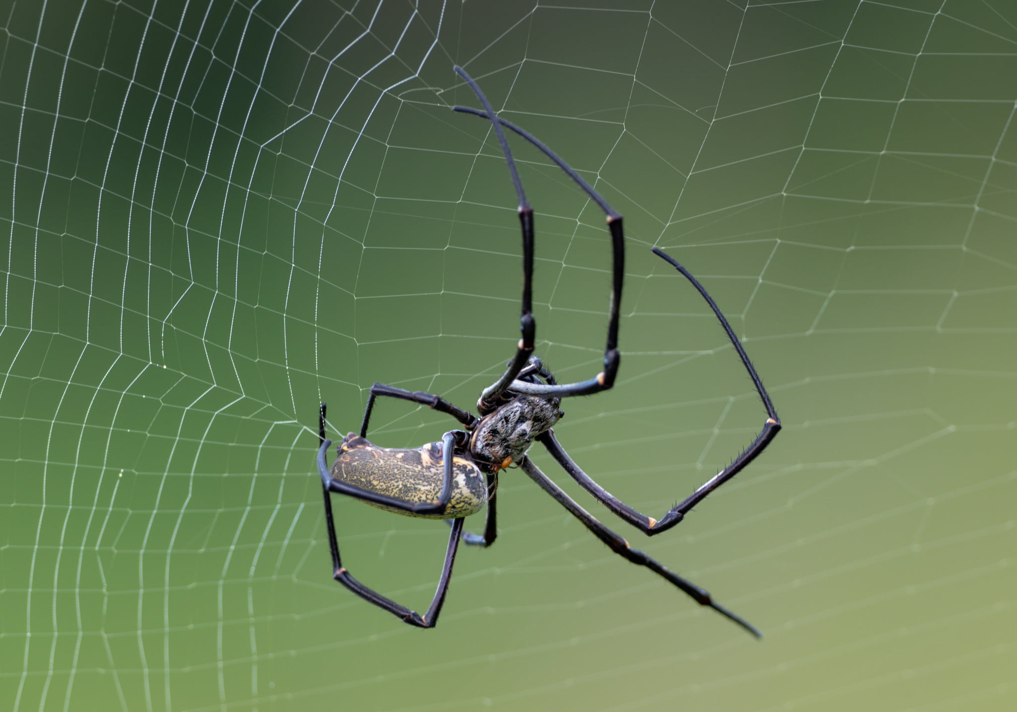 Giant Wood Spiders (Nephila vitiana) - Bali Wildlife