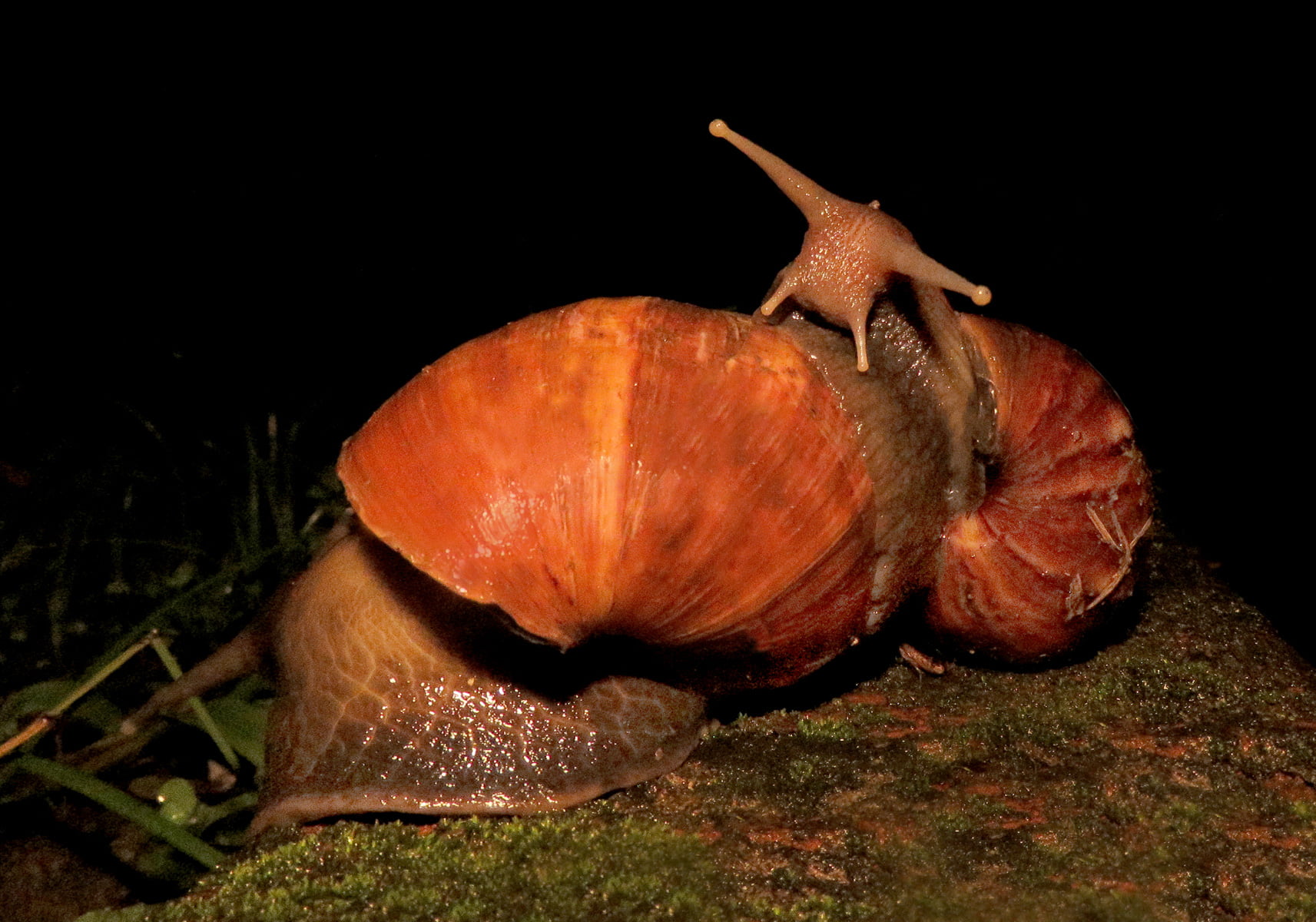 African Giant Snail (Lissachatina fulica) Bali Wildlife