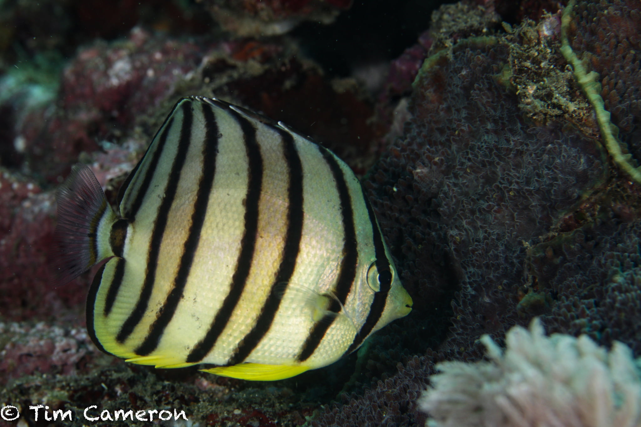 Eightband Butterflyfish (Chaetodon octofasciatus) Bali Wildlife