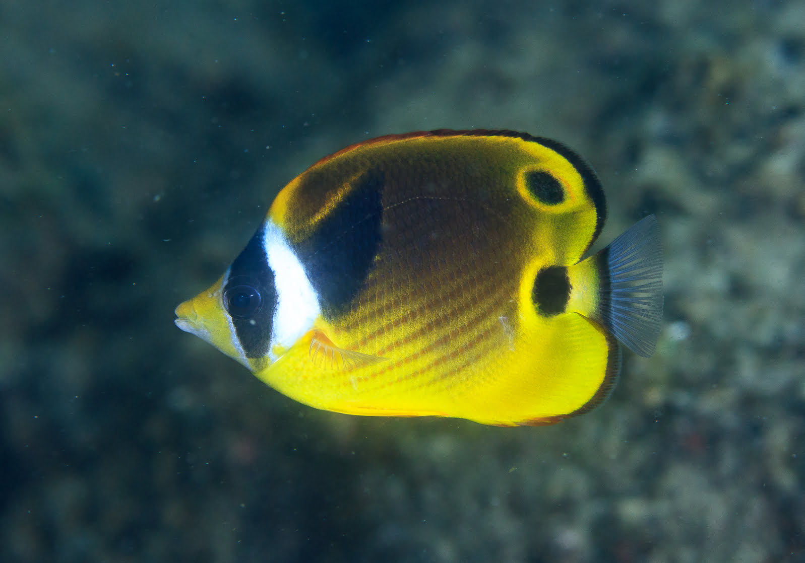 Raccoon Butterflyfish Chaetodon Lunula Bali Wildlife