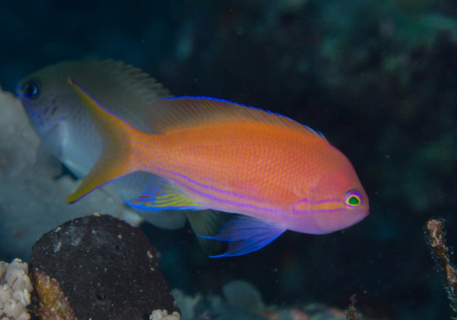 Squarespot Anthias Pseudanthias Pleurotaenia Bali Wildlife