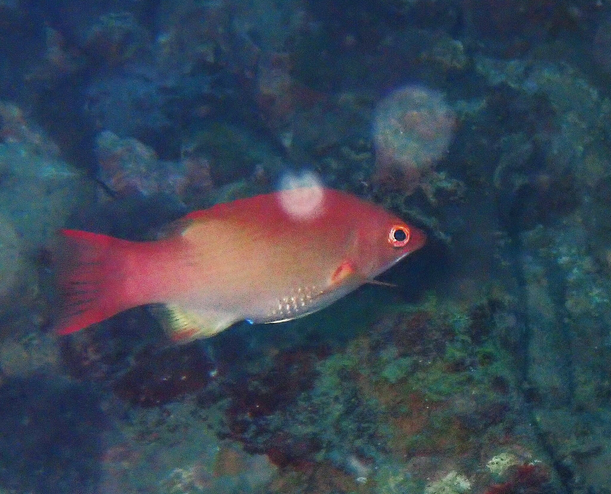 Bay of Bengal Hogfish (Bodianus neilli) Bali Wildlife