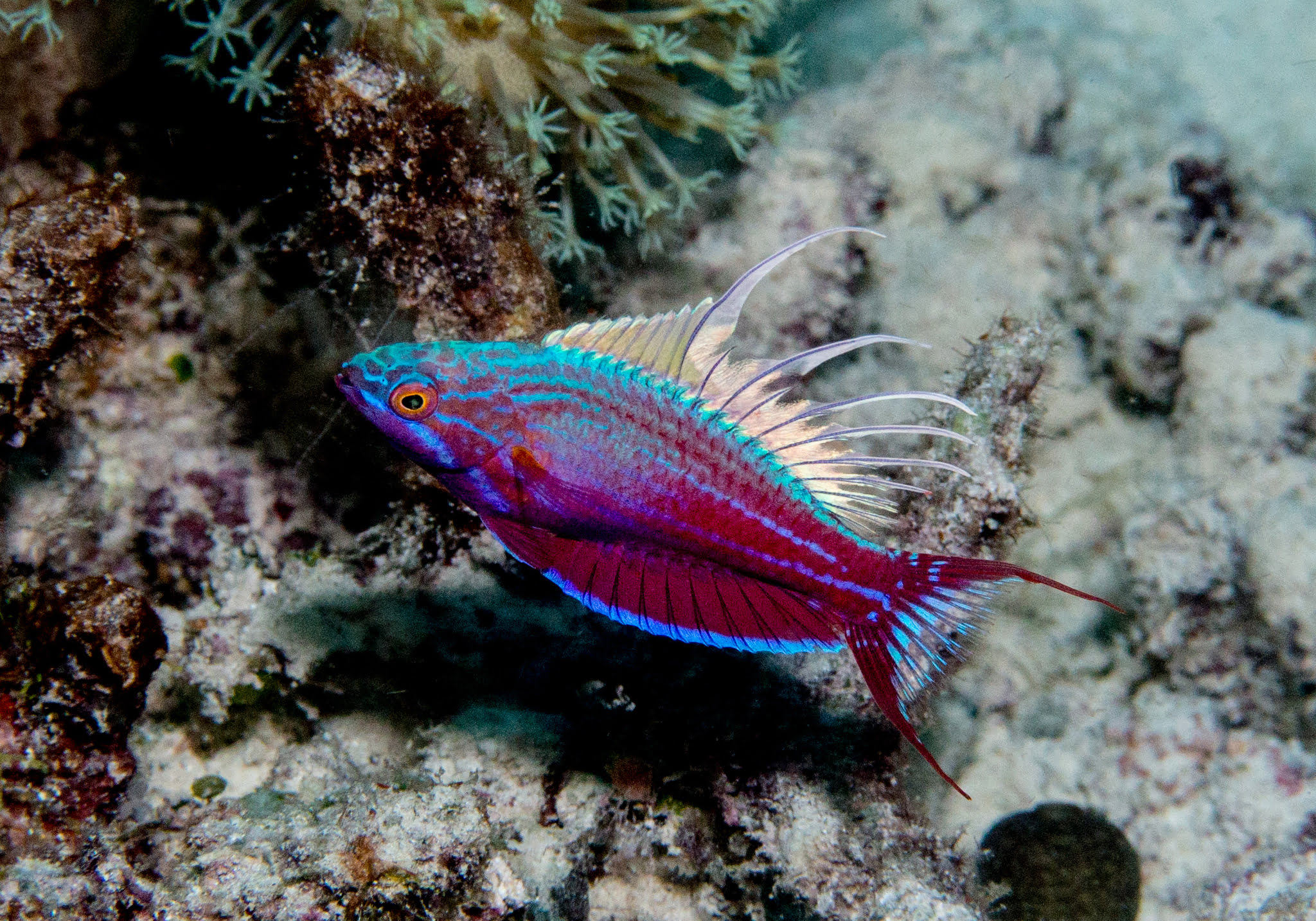 Blue Flasher Wrasse (Paracheilinus cyaneus) - Bali Wildlife