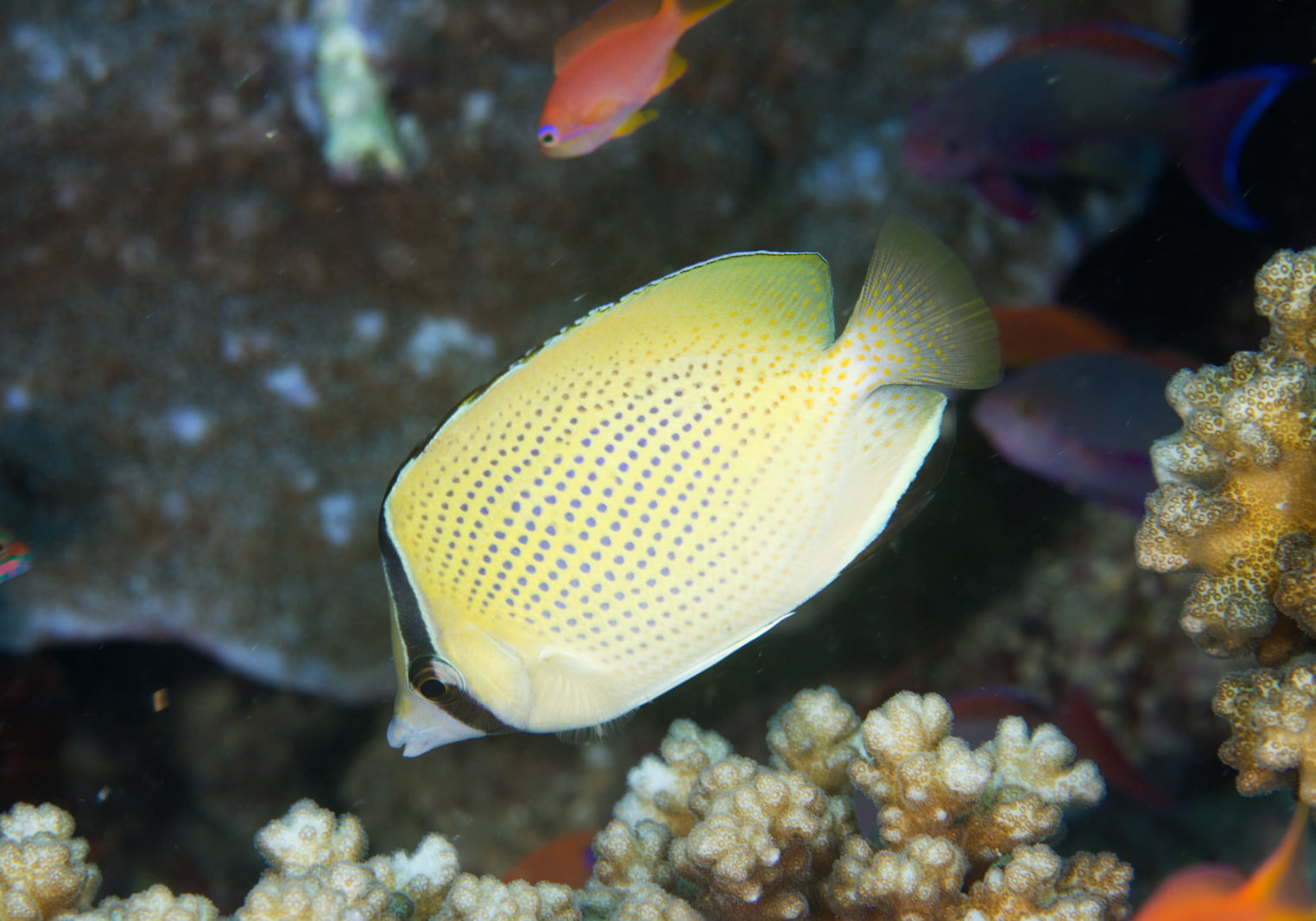 Speckled Butterflyfish (Chaetodon citrinellus) - Bali Wildlife