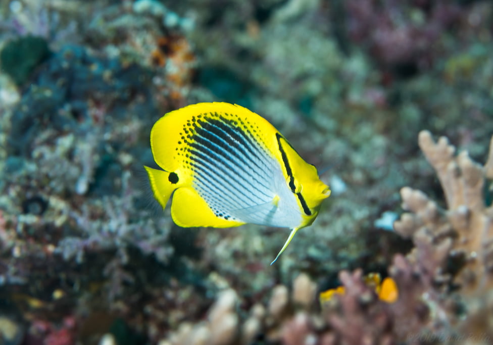 Spot-tail Butterflyfish (Chaetodon ocellicaudus) - Bali Wildlife