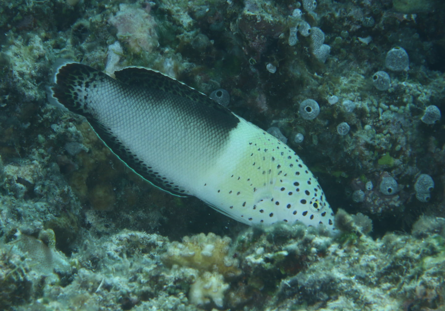 Clown Coris (Coris Aygula) - Bali Wildlife