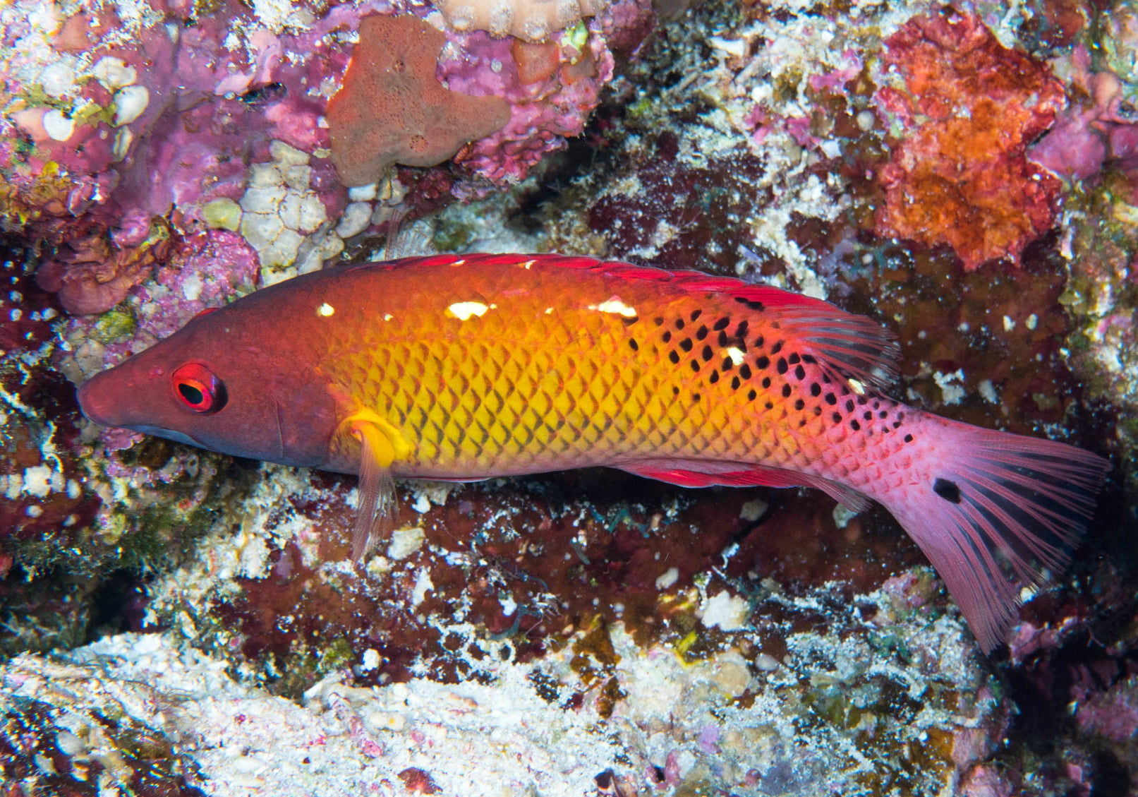 Dianas Hogfish (Bodianus diana) - Bali Wildlife