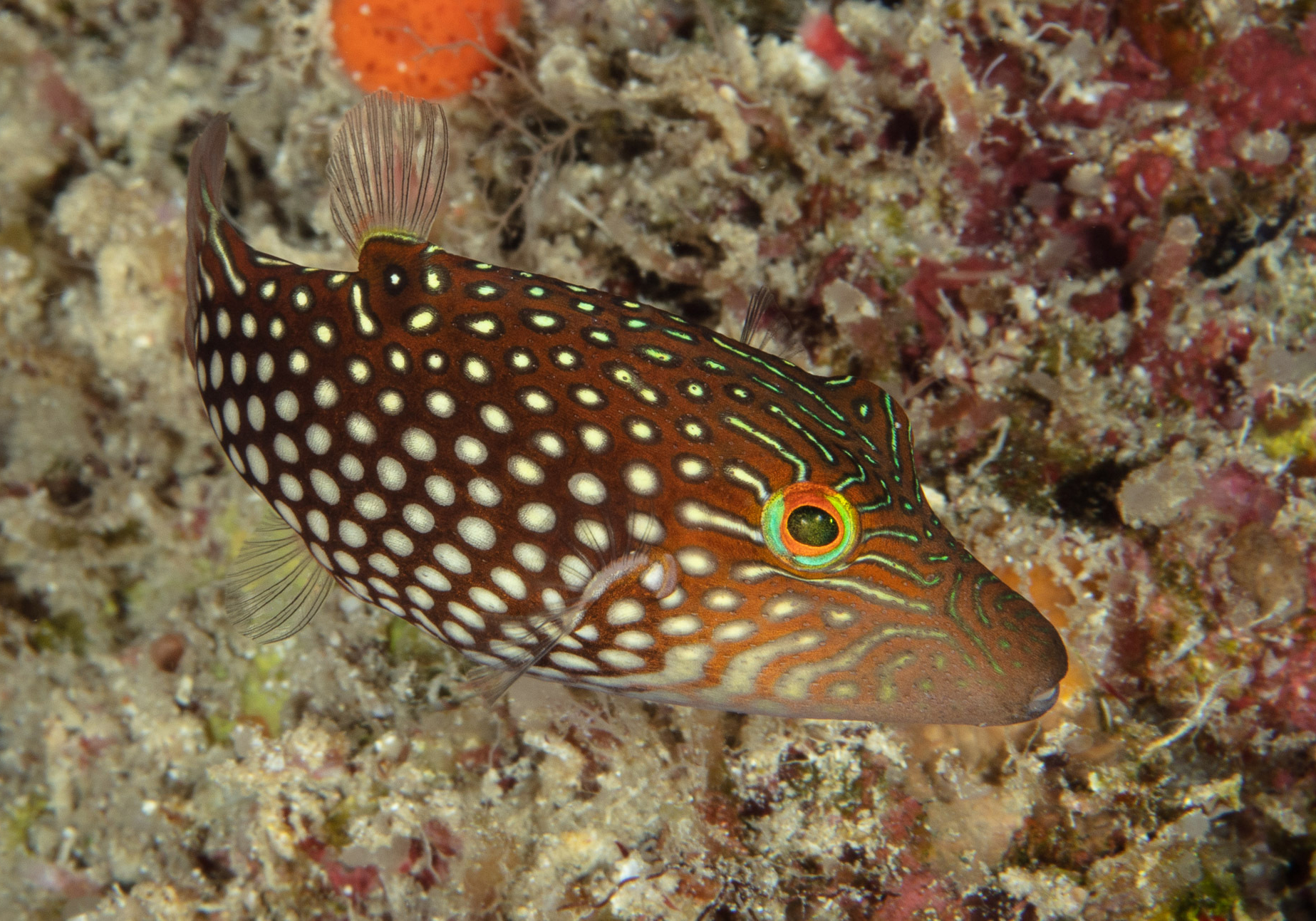 Honeycomb Toby (Canthigaster janthinoptera) - Bali Wildlife